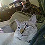 Pancho joined the competition — help win amazing prizes! aegean_cat, burmilla, cat, cat_like_mammal, domestic_short_haired_cat, kitten, mammal, small_to_medium_sized_cats, snout, tonkinese, whiskers