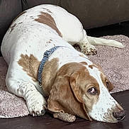 Oliver joined the competition — help win amazing prizes! dog, basset_hound, lying_down, pet, collar, brown_and_white, indoor, rug, floor, chew_toy, relaxed, ears, paw, nose, fur, canine, animal, domestic, resting, side_eye