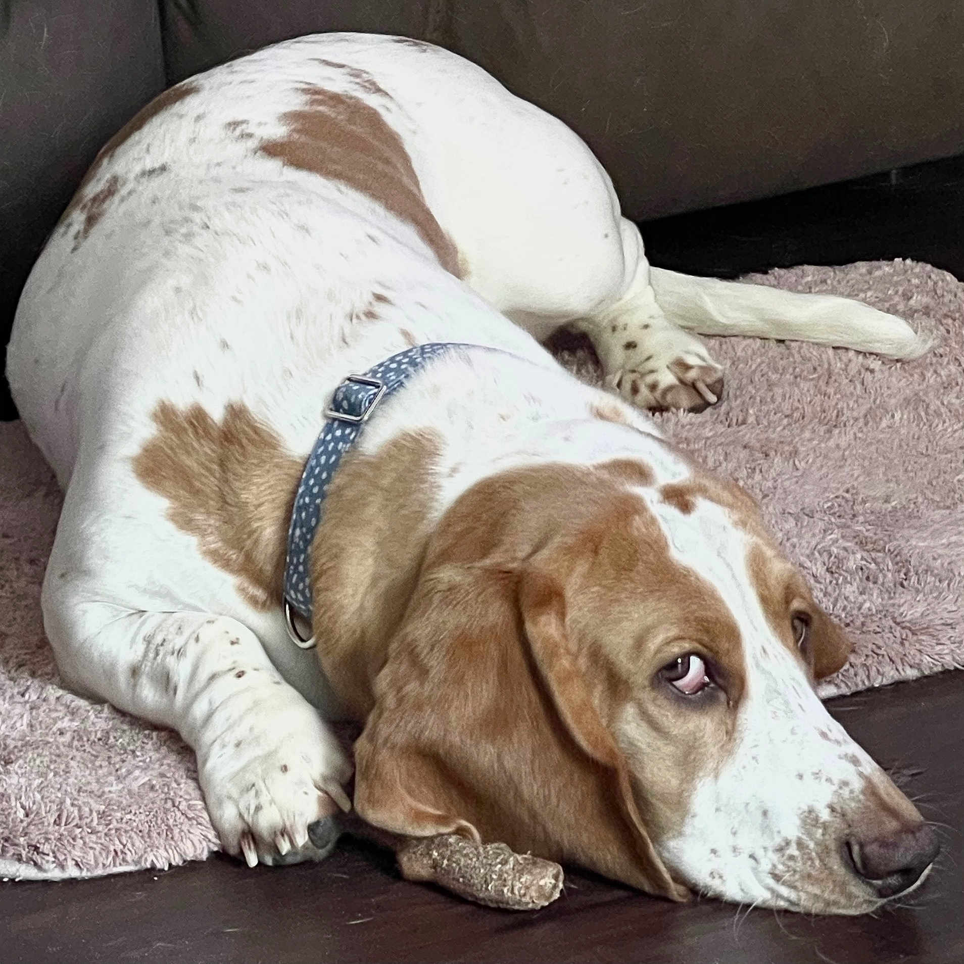Oliver joined the competition — help win amazing prizes! animal, basset_hound, brown_and_white, canine, chew_toy, collar, dog, domestic, ears, floor, fur, indoor, lying_down, nose, paw, pet, relaxed, resting, rug, side_eye