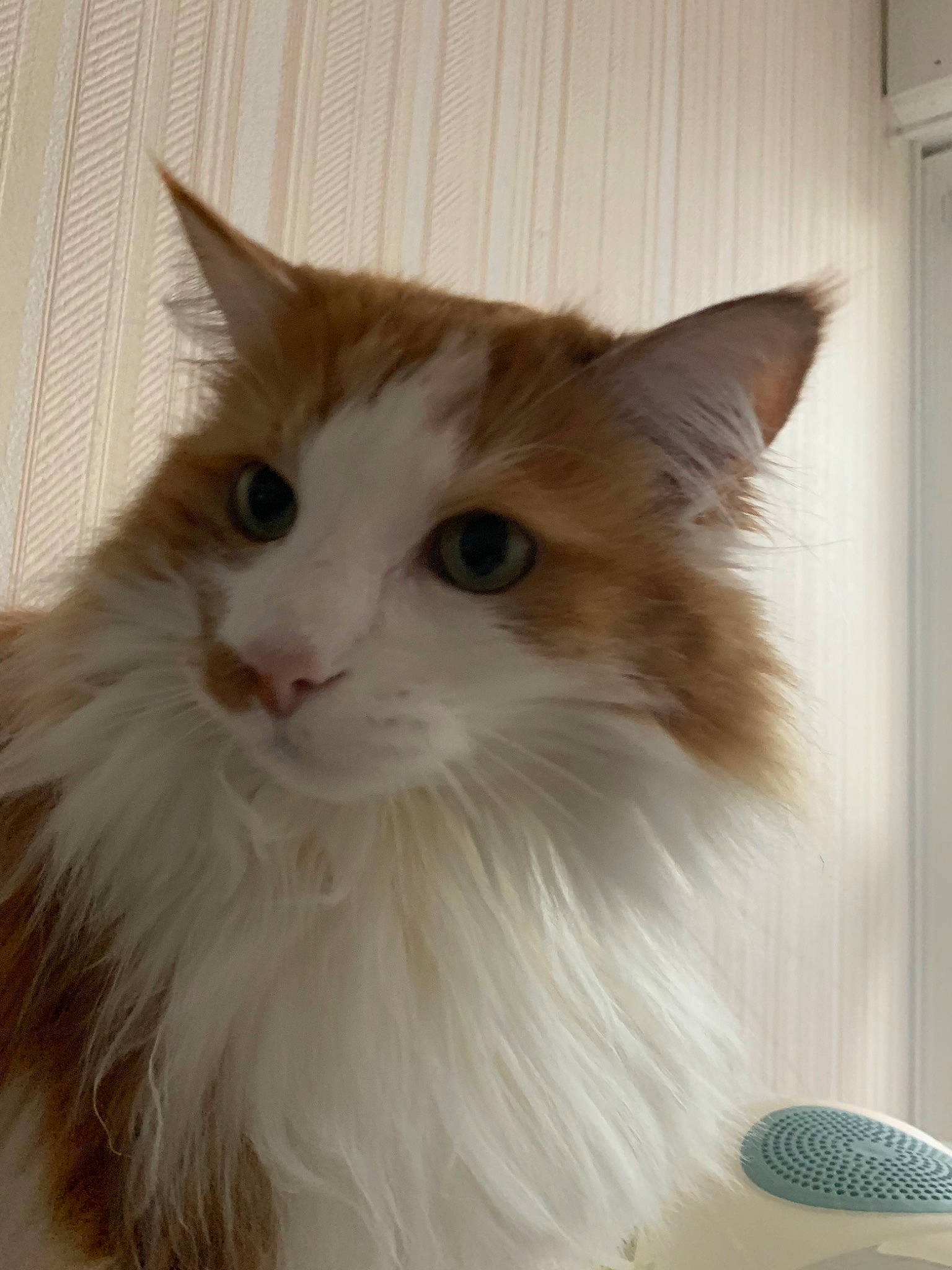 Mushu a rejoint le concours — aidez-le/la à gagner de superbes lots ! audio_equipment, british_longhair, carnivore, cat, fawn, felidae, fur, microphone, small_to_medium_sized_cats, snout, vegetable, whiskers