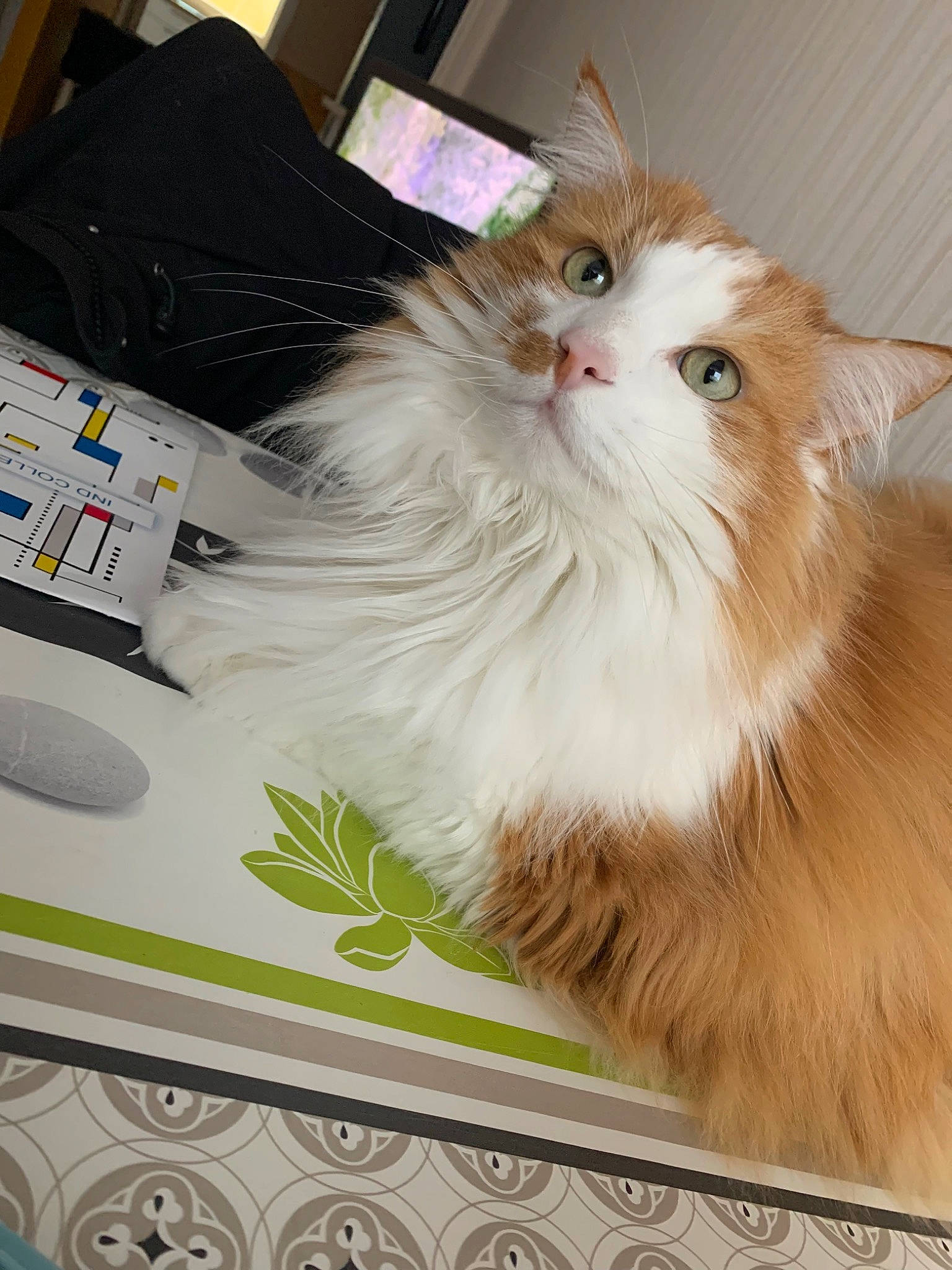 Mushu a rejoint le concours — aidez-le/la à gagner de superbes lots ! box, british_longhair, carnivore, cat, computer_keyboard, felidae, fur, persian, ragdoll, small_to_medium_sized_cats, tail, whiskers, window