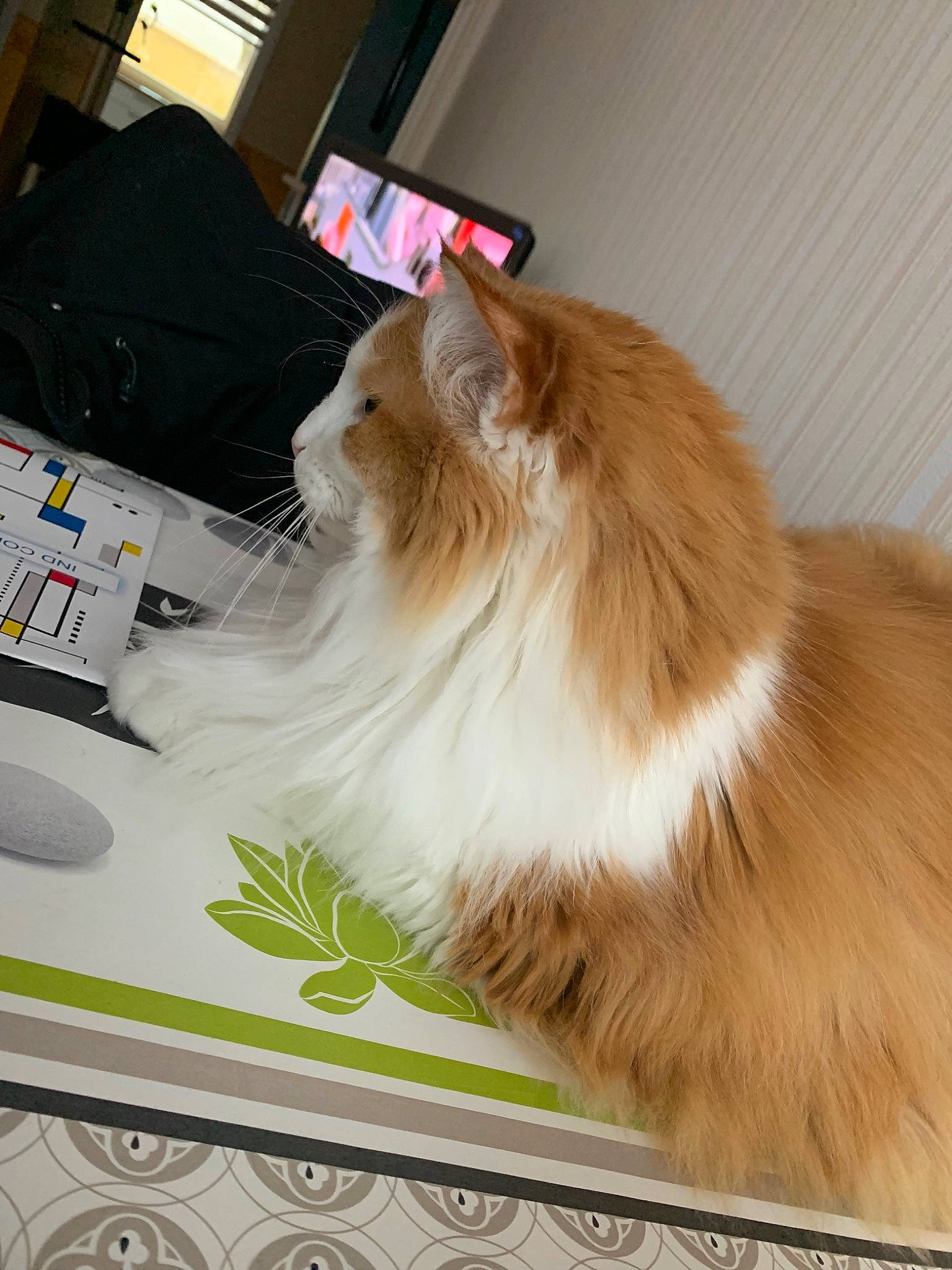 Mushu a rejoint le concours — aidez-le/la à gagner de superbes lots ! box, carnivore, cat, companion_dog, computer_keyboard, fawn, felidae, flooring, fur, hardwood, input_device, mouse, peripheral, persian, ragdoll, small_to_medium_sized_cats, table, tail, whiskers, wood