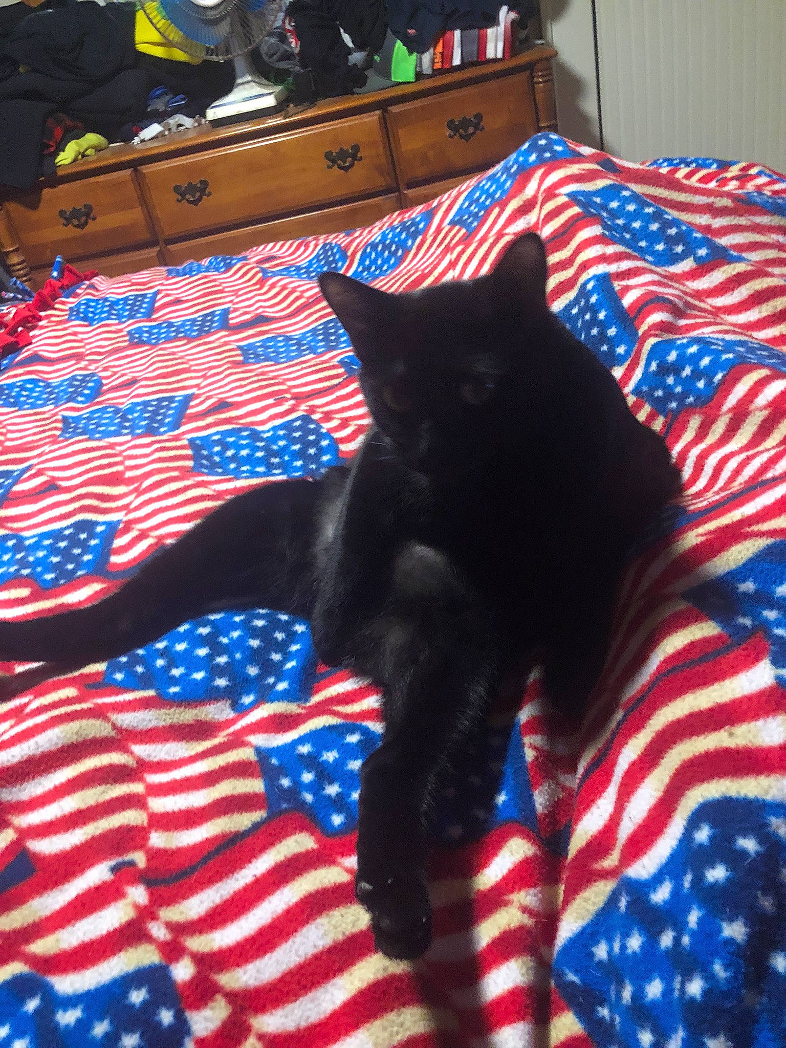 Diesel joined the competition — help win amazing prizes! bed, bed_sheet, bedding, black, black_cat, blue, bombay, carnivore, cat, comfort, electric_blue, felidae, fur, linens, pattern, room, small_to_medium_sized_cats, tail, textile, whiskers