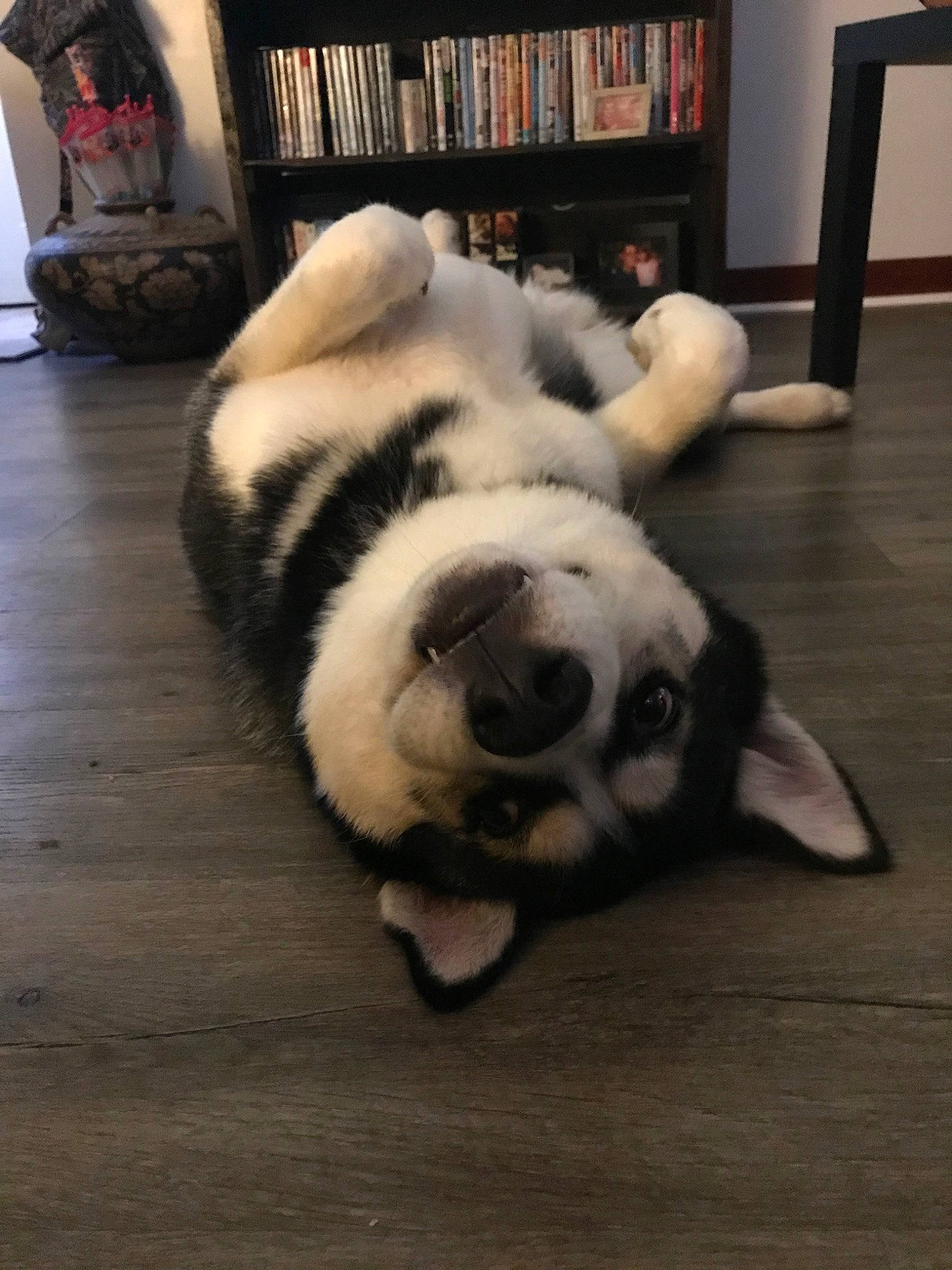 Drogo joined the competition — help win amazing prizes! canidae, carnivore, companion_dog, dog, dog_breed, fawn, flooring, fur, mammal, nose, paw, puppy, puppy_love, snout, st_bernard, tail, tornjak