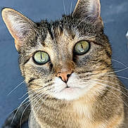 Bridget is registered to the contest to win money with this photo: cat, tabby, close_up, portrait, whiskers, ears, green_eyes, fur, animal, pet, curious, face, looking_up, feline, domestic_cat, mammal, indoor, soft_light, background, cute
