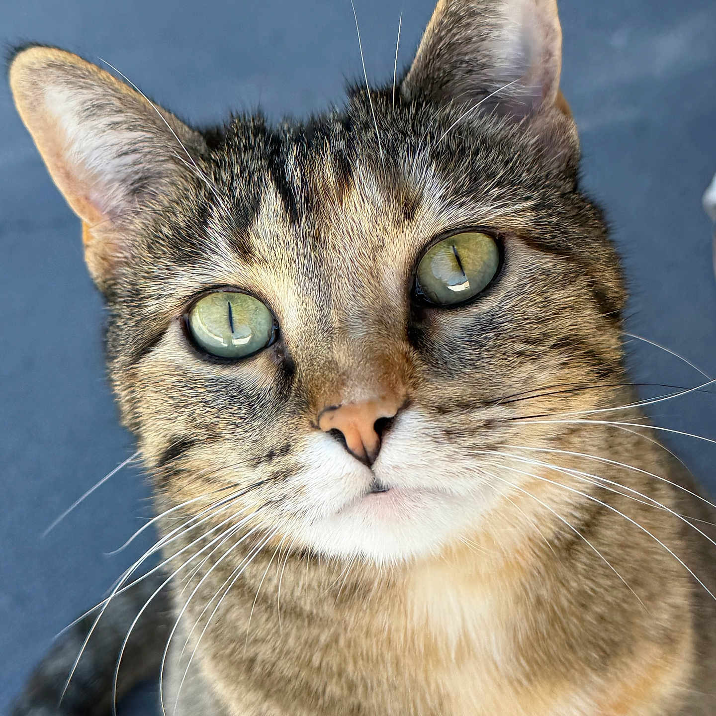 Bridget is registered to the contest to win money with this photo: cat, tabby, close_up, portrait, whiskers, ears, green_eyes, fur, animal, pet, curious, face, looking_up, feline, domestic_cat, mammal, indoor, soft_light, background, cute