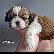 Bijou participe au concours pour gagner de l'argent avec cette photo : puppy, dog, cute, fluffy, pet, animal, brown, white, fur, hand, holding, portrait, closeup, indoor, wall, expression, young, small, face, adorable