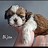 puppy, dog, cute, fluffy, pet, animal, brown, white, fur, hand, holding, portrait, closeup, indoor, wall, expression, young, small, face, adorable