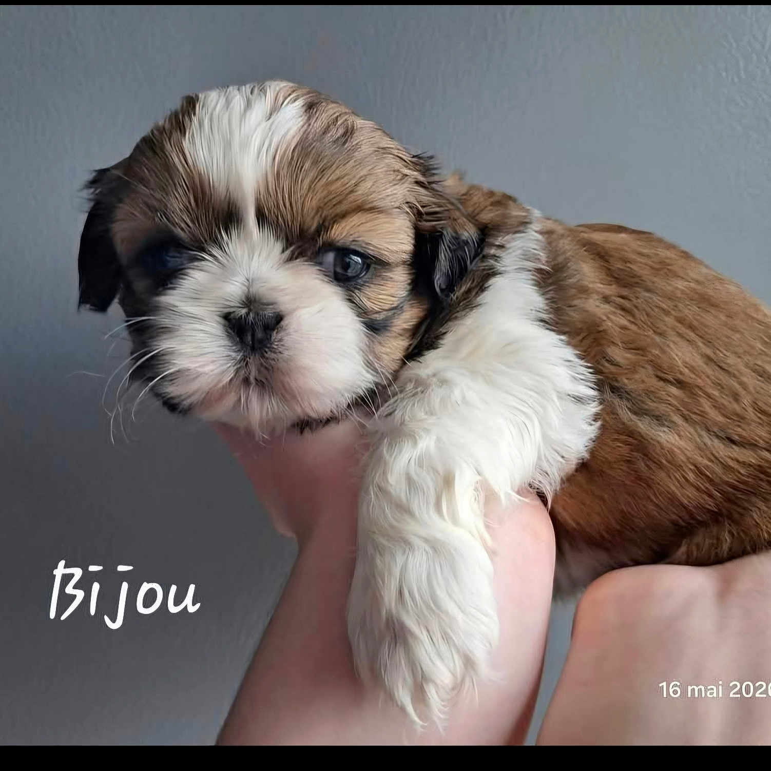 Bijou participe au concours pour gagner de l'argent avec cette photo : puppy, dog, cute, fluffy, pet, animal, brown, white, fur, hand, holding, portrait, closeup, indoor, wall, expression, young, small, face, adorable
