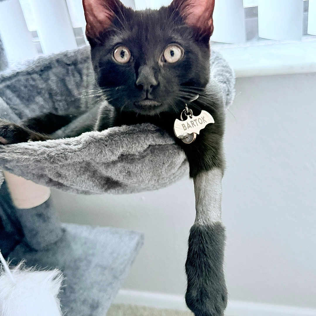 Bartok joined the competition — help win amazing prizes! animal, black_cat, cat, cat_hammock, collar, curious, cute, domestic, feline, fur, grey, indoor, name_tag, paw, pet, relaxed, resting, soft_texture, wide_eyes, window_blinds