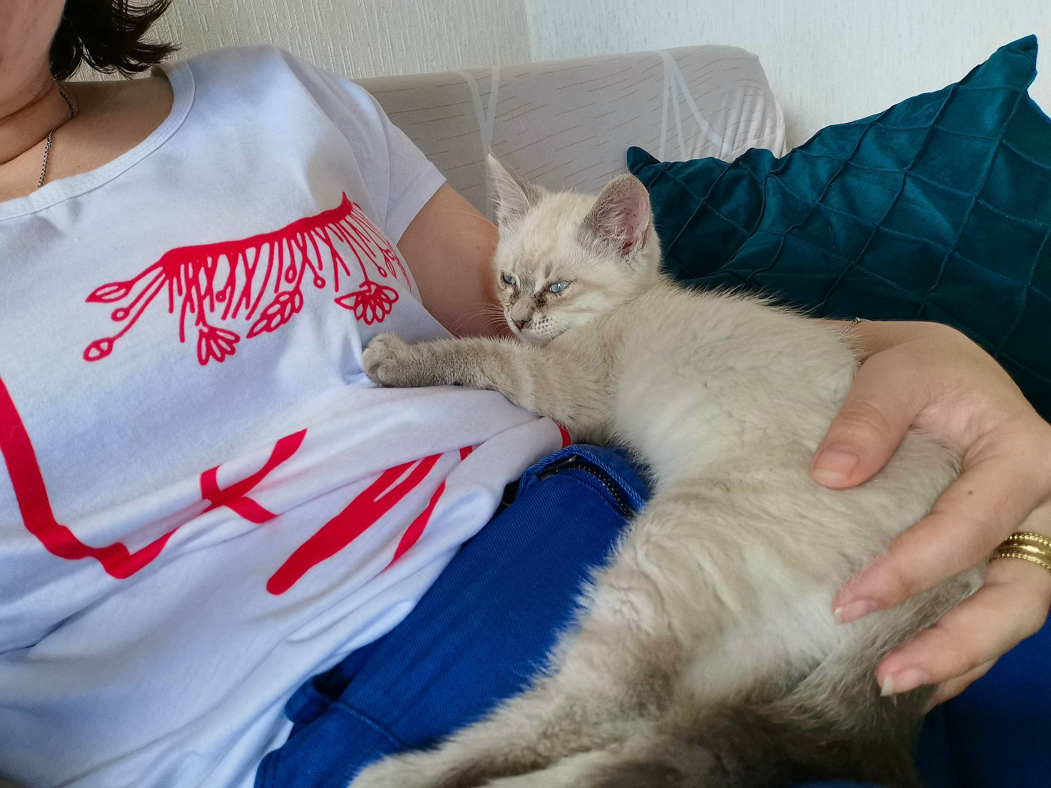 Cabriole participe au concours pour gagner de l'argent avec cette photo : bed, carmine, carnivore, cat, comfort, couch, domestic_short_haired_cat, felidae, fur, gesture, lap, linens, nail, paw, pillow, sleeve, small_to_medium_sized_cats, sportswear, tail, whiskers