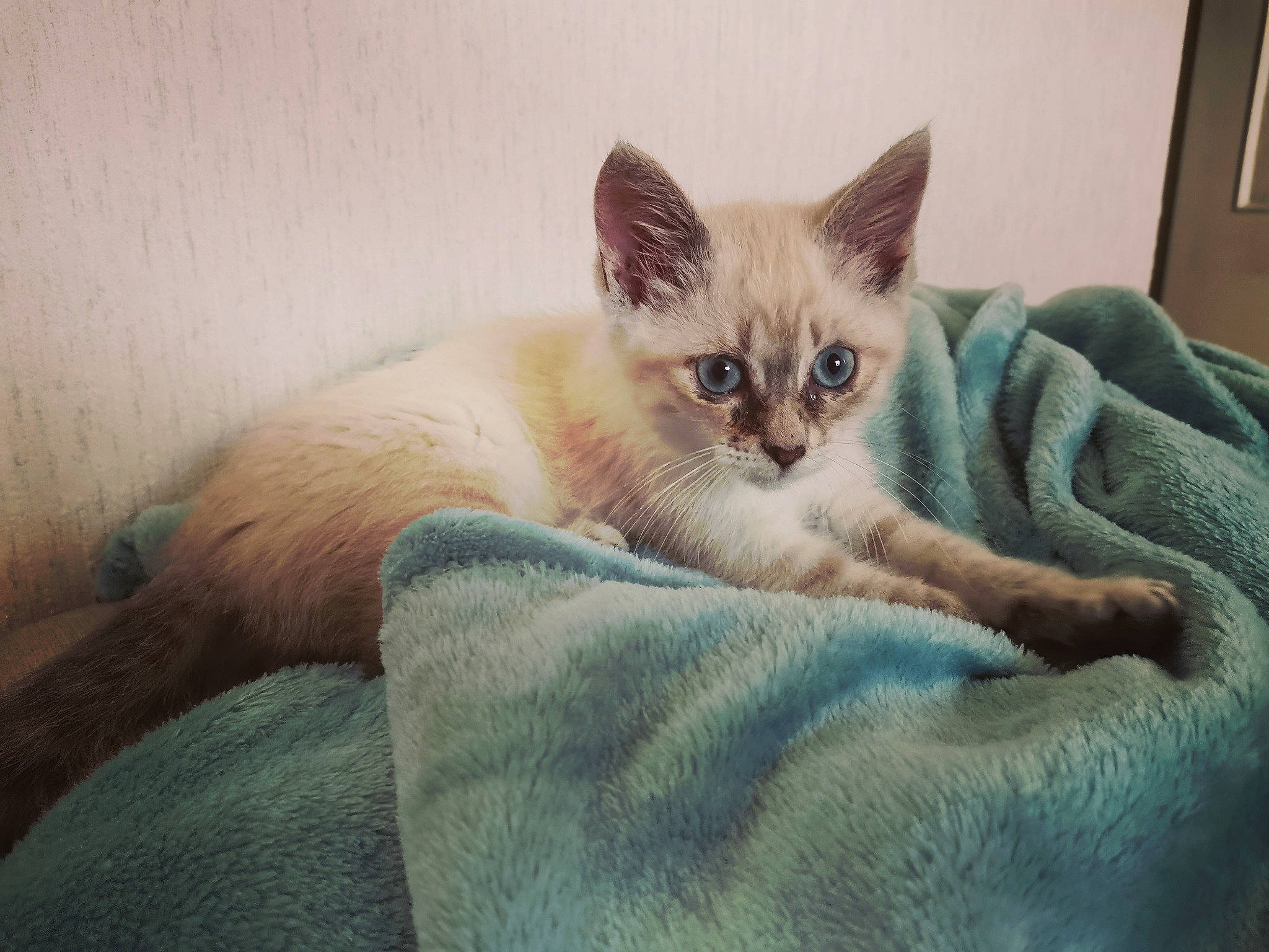 Cabriole a rejoint le concours — aidez-le/la à gagner de superbes lots ! balinese, bed, carnivore, cat, cat_supply, comfort, domestic_short_haired_cat, eye, fawn, felidae, fur, linens, nap, paw, picture_frame, sitting, small_to_medium_sized_cats, snout, tail, whiskers