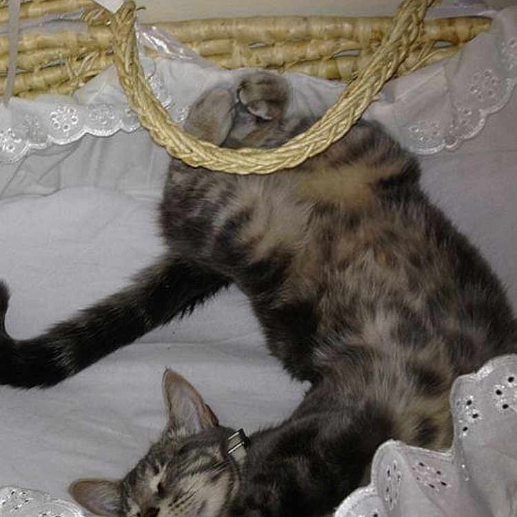 Silver is registered to the contest to win money with this photo: bag, basket, carnivore, cat, claw, comfort, domestic_short_haired_cat, fashion_accessory, fawn, felidae, fur, linens, pattern, paw, small_to_medium_sized_cats, snout, tail, terrestrial_animal, whiskers