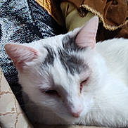 Big Boy is registered to the contest to win money with this photo: cat, white_cat, sleeping_cat, doll, vintage_doll, cushion, patterned_cushion, fabric, indoor, resting, pet, animal, soft_lighting, close_up, furniture, home, decor, relaxing, cozy, quiet