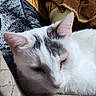cat, white_cat, sleeping_cat, doll, vintage_doll, cushion, patterned_cushion, fabric, indoor, resting, pet, animal, soft_lighting, close_up, furniture, home, decor, relaxing, cozy, quiet