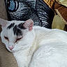 cat, white_cat, gray_spots, sleeping, nap, cushion, chair, pillow, fabric, texture, indoor, pet, animal, resting, cozy, close_up, feline, soft, comfort, domestic