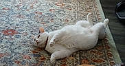 Big Boy is registered to the contest to win money with this photo: animal, cat, collar, cozy, cute, domestic, feline, floor, fur, home, indoor, lazy, lying_down, patterned_rug, pet, relaxed, resting, rug, white_cat, wooden_floor