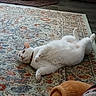 Big Boy is registered to the contest to win money with this photo: cat, white_cat, lying_down, rug, patterned_rug, indoor, floor, wooden_floor, pet, relaxed, cozy, animal, feline, fur, collar, home, domestic, resting, cute, lazy