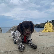 Alpha a rejoint le concours — aidez-le/la à gagner de superbes lots ! puppy, dog, concrete, sea, cloudy_sky, outdoor, red_collar, speckled_coat, animal, water, sky, relaxing, cute, front_paws, head, nature, landscape, geometric_blocks, background, calm