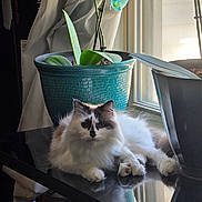 Boba joined the competition — help win amazing prizes! cat, fluffy_cat, indoor, plant, flower, pot, orchid, window, curtain, table, reflection, black_surface, natural_light, relaxing, pet, feline, green_leaf, home, cozy, domestic