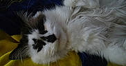 Boba joined the competition — help win amazing prizes! cat, fluffy, white, black_markings, lying_down, blanket, yellow, blue, indoor, pet, feline, cozy, relaxed, fur, whiskers, sleepy, closeup, animal, cute, resting