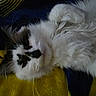 cat, fluffy, white, black_markings, lying_down, blanket, yellow, blue, indoor, pet, feline, cozy, relaxed, fur, whiskers, sleepy, closeup, animal, cute, resting