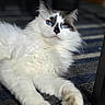 Boba joined the competition — help win amazing prizes! cat, blue_eyes, fluffy, white_fur, black_nose, pet, indoor, carpet, sunlight, relaxed, close_up, animal, feline, portrait, domestic, laying_down, whiskers, ears, soft_fur, cute
