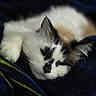 Boba is registered to the contest to win money with this photo: cat, animal, pet, feline, black_and_white, fur, sleeping, resting, cozy, blanket, soft, closeup, whiskers, ears, cute, domestic_animal, indoor, relaxation, comfort, portrait