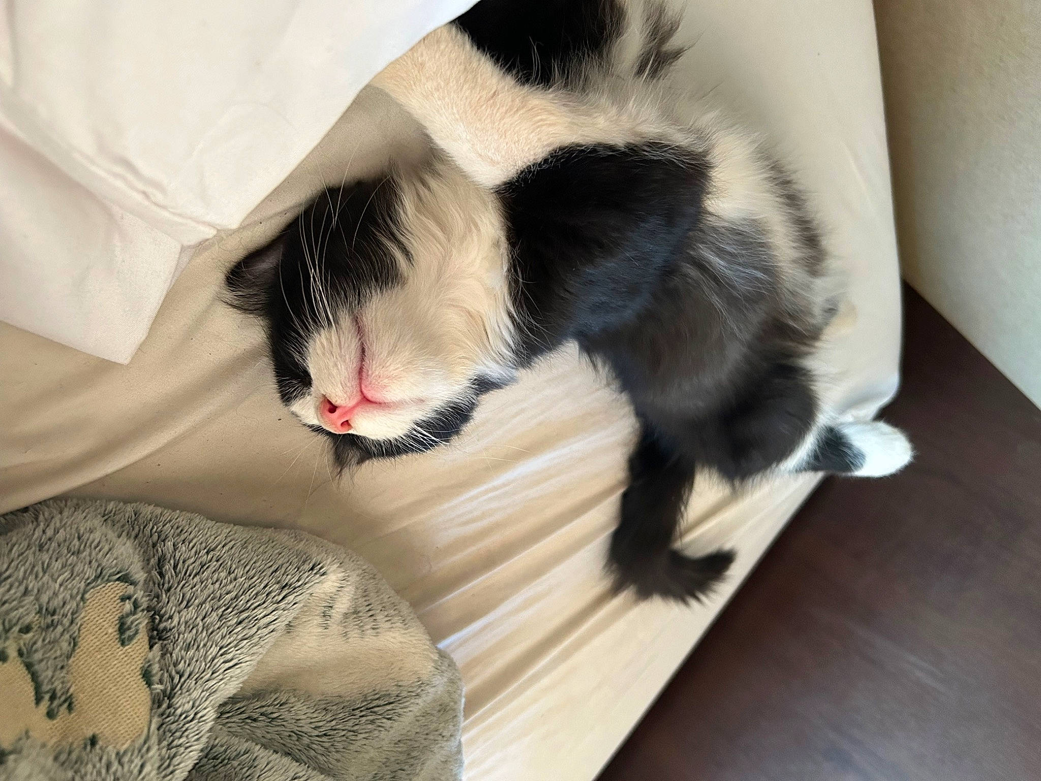 Joji is registered to the contest to win money with this photo: carnivore, cat, claw, comfort, companion_dog, dog_breed, domestic_short_haired_cat, eye, fang, felidae, foot, fur, hardwood, leg, linens, paw, small_to_medium_sized_cats, tail, whiskers, wood