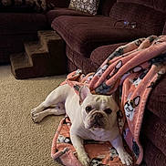 Bronx is registered to the contest to win money with this photo: animal, blanket, carpet, companion, couch, cozy, dog, domestic, french_bulldog, furniture, indoor, living_room, looking_at_camera, pet, pet_stairs, pillow, relaxed, resting, soft_texture, white_dog