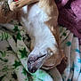 Barkley Dean is registered to the contest to win money with this photo: animal, blanket, brown, cozy, cute, dog, domestic_animal, fur, indoor, lying_down, nose, paw, pet, relaxed, resting, sleeping, snuggled, soft_texture, teeth, white