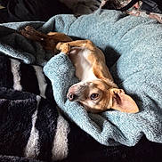 Barkley Dean joined the competition — help win amazing prizes! animal, bed, blanket, brown, comfort, cozy, cushion, cute, dog, ear, fur, indoor, paw, pet, relaxed, resting, sleepy, soft, texture, white