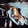 animal, bed, blanket, brown, comfort, cozy, cushion, cute, dog, ear, fur, indoor, paw, pet, relaxed, resting, sleepy, soft, texture, white