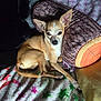 Barkley Dean joined the competition — help win amazing prizes! animal, bed, blanket, comfort, cozy, cute, dog, ears, fur, indoor, laying, log_pillow, pet, pillow, relaxed, resting, sleepy, small_dog, soft, tan_dog