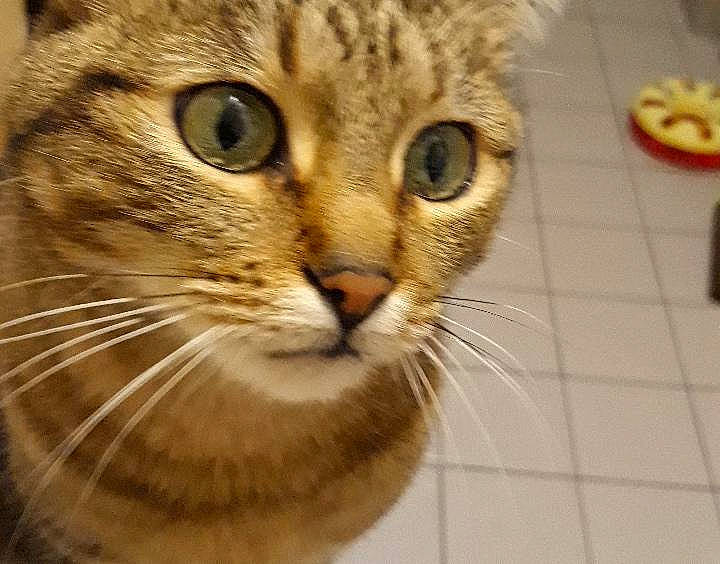 Sandro a rejoint le concours — aidez-le/la à gagner de superbes lots ! aegean_cat, american_shorthair, asian, australian_mist, bengal, carnivore, cat, close_up, domestic_short_haired_cat, dragon_li, european_shorthair, eye, felidae, mammal, nose, ocicat, small_to_medium_sized_cats, snout, tabby_cat, whiskers