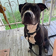 Phoenix joined the competition — help win amazing prizes! dog, black_and_white, sitting, porch, chain, collar, wooden_floor, railing, outdoor, pet, animal, canine, leash, fence, greenery, daylight, closeup, looking_up, ears_up, domestic_animal