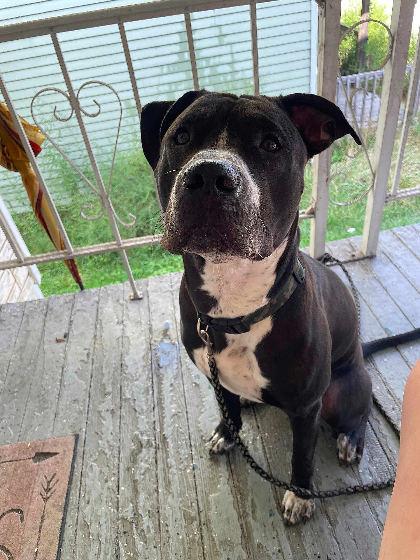 Phoenix joined the competition — help win amazing prizes! dog, black_and_white, sitting, porch, chain, collar, wooden_floor, railing, outdoor, pet, animal, canine, leash, fence, greenery, daylight, closeup, looking_up, ears_up, domestic_animal