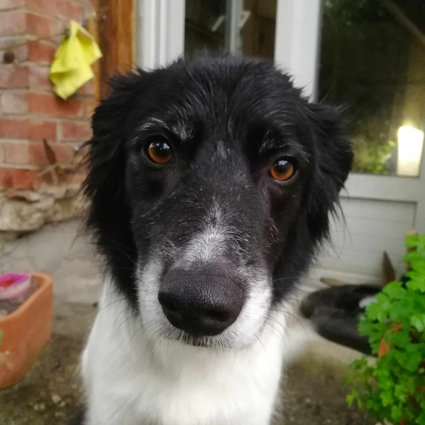 Moï-Moï participe au concours pour gagner de l'argent avec cette photo : animal, black_and_white, brick_wall, brown_eyes, canine, close_up, curious, dog, door, face, fur, garden, muzzle, nature, outdoor, pet, plant, portrait, potted_plant, whiskers