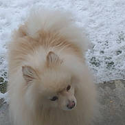 Pascha participe au concours pour gagner de l'argent avec cette photo : animal, cold, curious, daytime, dog, ears, face, fluffy, fur, ground, light_brown, nose, outdoor, pet, pom, pomeranian, small_dog, snow, white, winter
