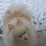 animal, cold, curious, daytime, dog, ears, face, fluffy, fur, ground, light_brown, nose, outdoor, pet, pom, pomeranian, small_dog, snow, white, winter