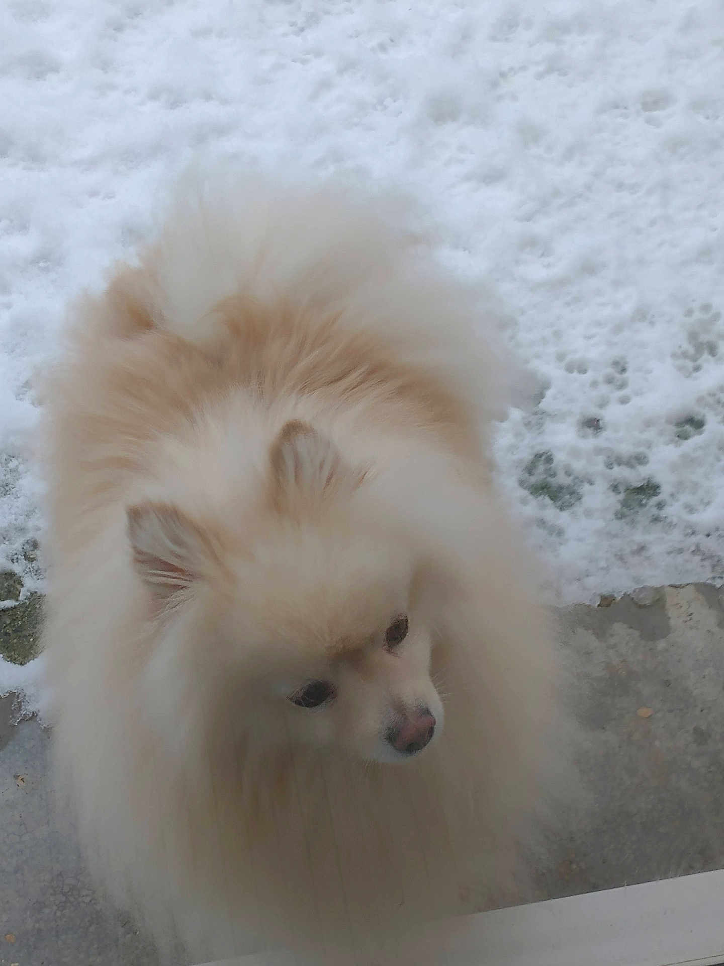 Pascha