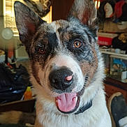 Weasle is registered to the contest to win money with this photo: brown_eyes, close_up, clutter, collar, curtains, dog, domestic_animal, ears_up, fan, fur, happy, household_items, indoor, nose, pet, sitting, smiling, tongue, window_blinds, wood_paneling