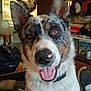 brown_eyes, close_up, clutter, collar, curtains, dog, domestic_animal, ears_up, fan, fur, happy, household_items, indoor, nose, pet, sitting, smiling, tongue, window_blinds, wood_paneling
