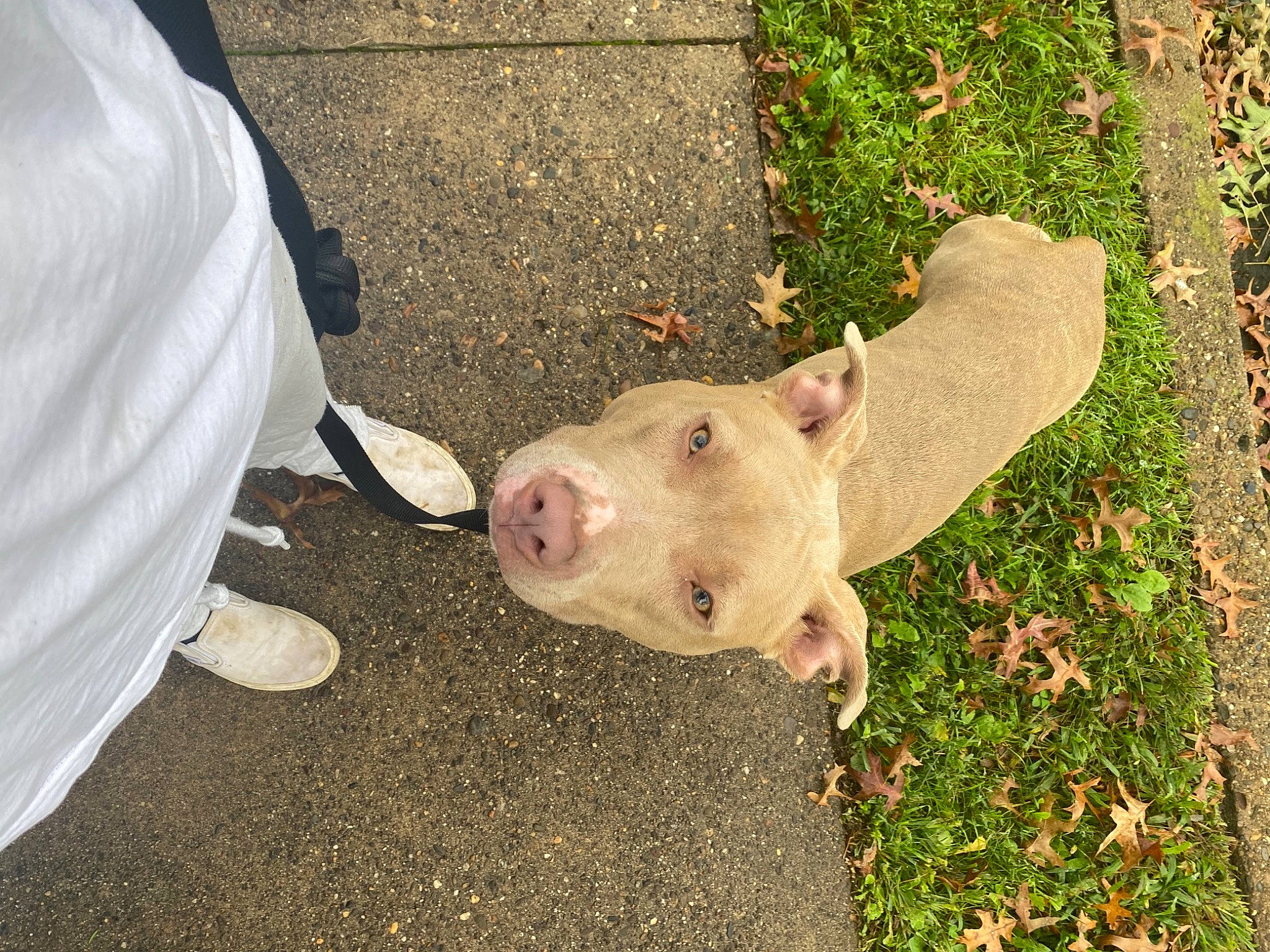 Athena is registered to the contest to win money with this photo: domestic_pig, fawn, livestock, skin, snout, suidae, terrestrial_animal