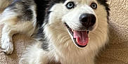 Uria participe au concours pour gagner de l'argent avec cette photo : dog, husky, blue_eyes, tongue_out, happy, pet, animal, fur, indoor, carpet, toy, rope_toy, laying_down, close_up, canine, mammal, companion, cute, playful, smiling