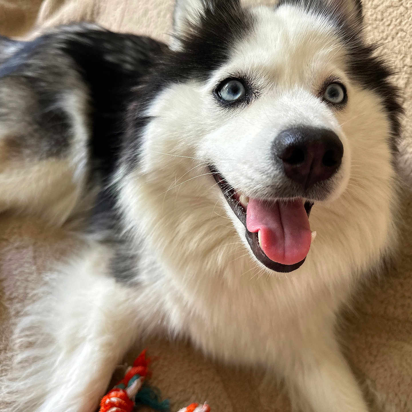 Uria participe au concours pour gagner de l'argent avec cette photo : animal, blue_eyes, canine, carpet, close_up, companion, cute, dog, fur, happy, husky, indoor, laying_down, mammal, pet, playful, rope_toy, smiling, tongue_out, toy