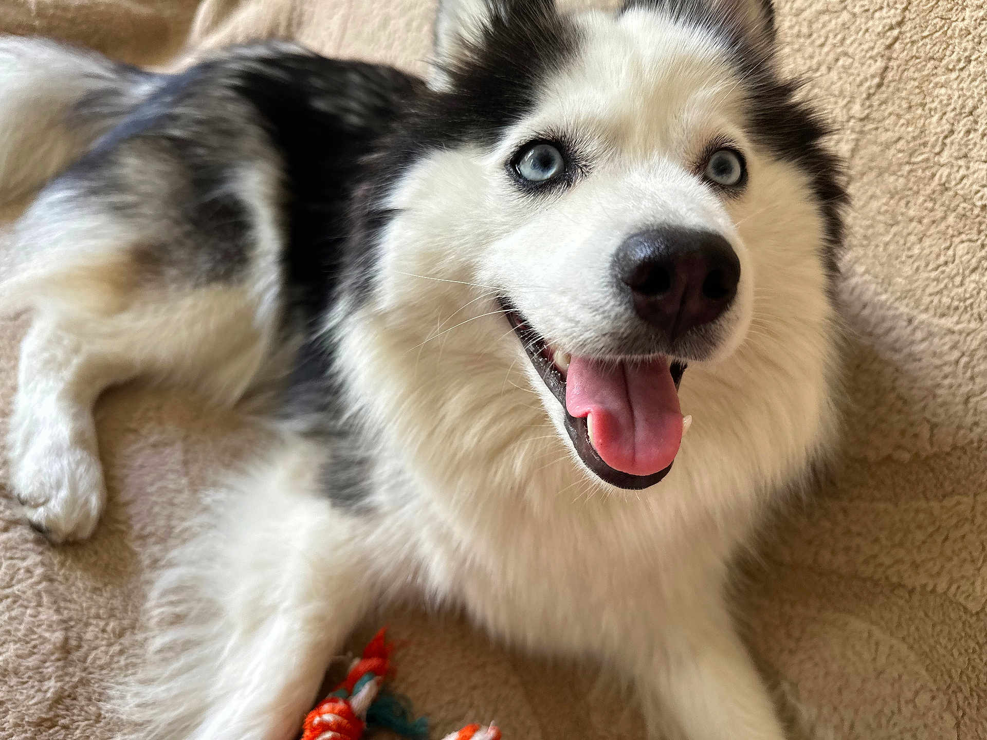 Uria participe au concours pour gagner de l'argent avec cette photo : dog, husky, blue_eyes, tongue_out, happy, pet, animal, fur, indoor, carpet, toy, rope_toy, laying_down, close_up, canine, mammal, companion, cute, playful, smiling