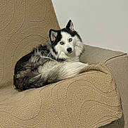 Uria participe au concours pour gagner de l'argent avec cette photo : dog, husky, blue_eyes, pet, animal, furry, indoor, couch, beige, texture, curious, relaxed, fur, face, canine, companion, resting, home, cozy, looking