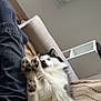 Uria participe au concours pour gagner de l'argent avec cette photo : dog, husky, paws, couch, indoor, window, person, leg, pants, socks, fur, pet, relaxing, furniture, blanket, cozy, white, black, green, home