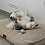 Uria a rejoint le concours — aidez-le/la à gagner de superbes lots ! dog, pet, indoor, dog_bed, relaxed, sprawled, fluffy, black_and_white, tile_floor, toy, rope_toy, lying_down, sleeping, paw, fur, cozy, home, resting, cute, animal